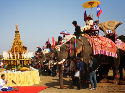 Pachyderm party (Elephant festival)